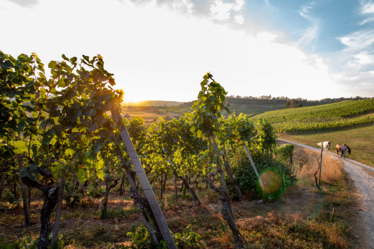 badosterfingen_weingut-badreben-Abt- Blauburgunder