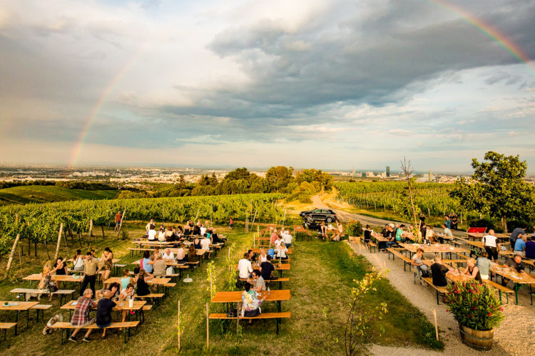 Foto: Die „Meeresterrasse“ liegt mitten im Weinfeld und bietet einen sensationellen Ausblick auf die Stadt © Weingut Wieninger