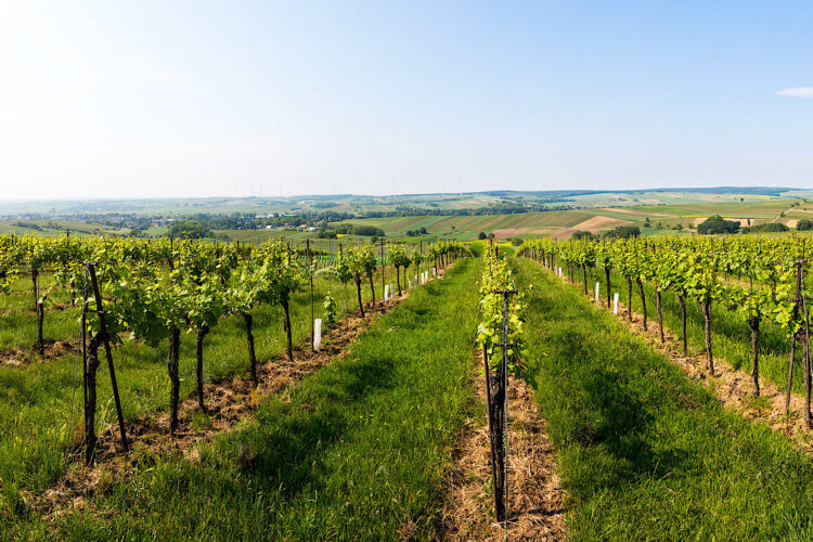 Weingut Velich Darscho